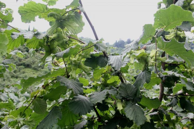 BAŞKANLAR FINDIK FİYATINI DEĞERLENDİRDİ