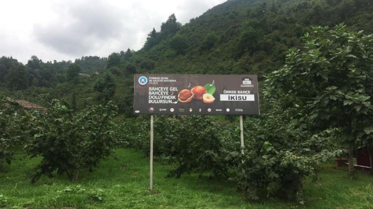 ÖRNEK FINDIK BAHÇESİNDE İLK EKONOMİK FINDIK HASADI YAPILIYOR