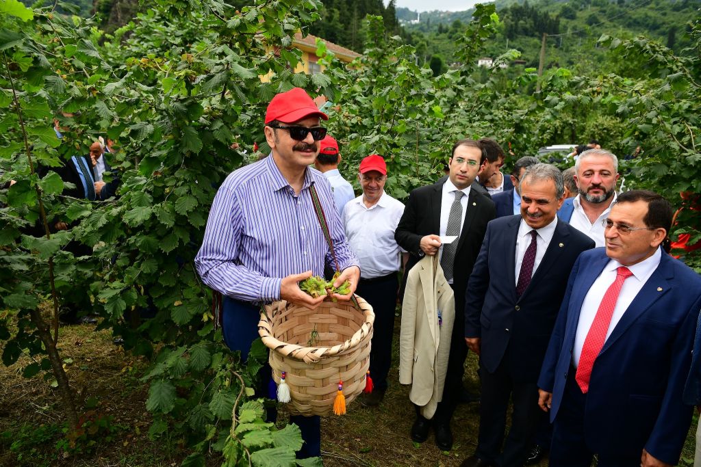 TRABZON’DA ÖRNEK BAHÇEDE, EKONOMİK FINDIK HASADI YAPILDI.