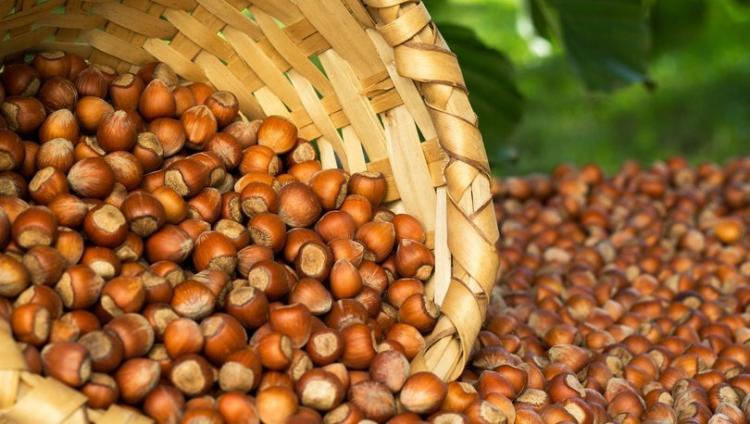 TMO FINDIK MÜDAHALE ALIMLARI