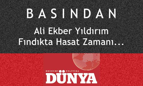 FINDIKTA HASAT ZAMANI / ALİ EKBER YILDIRIM / DÜNYA GAZETESİ