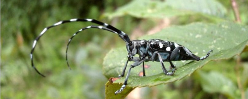 Anoplophora chinensis, A. malasiaca: The brand new threat for hazelnut