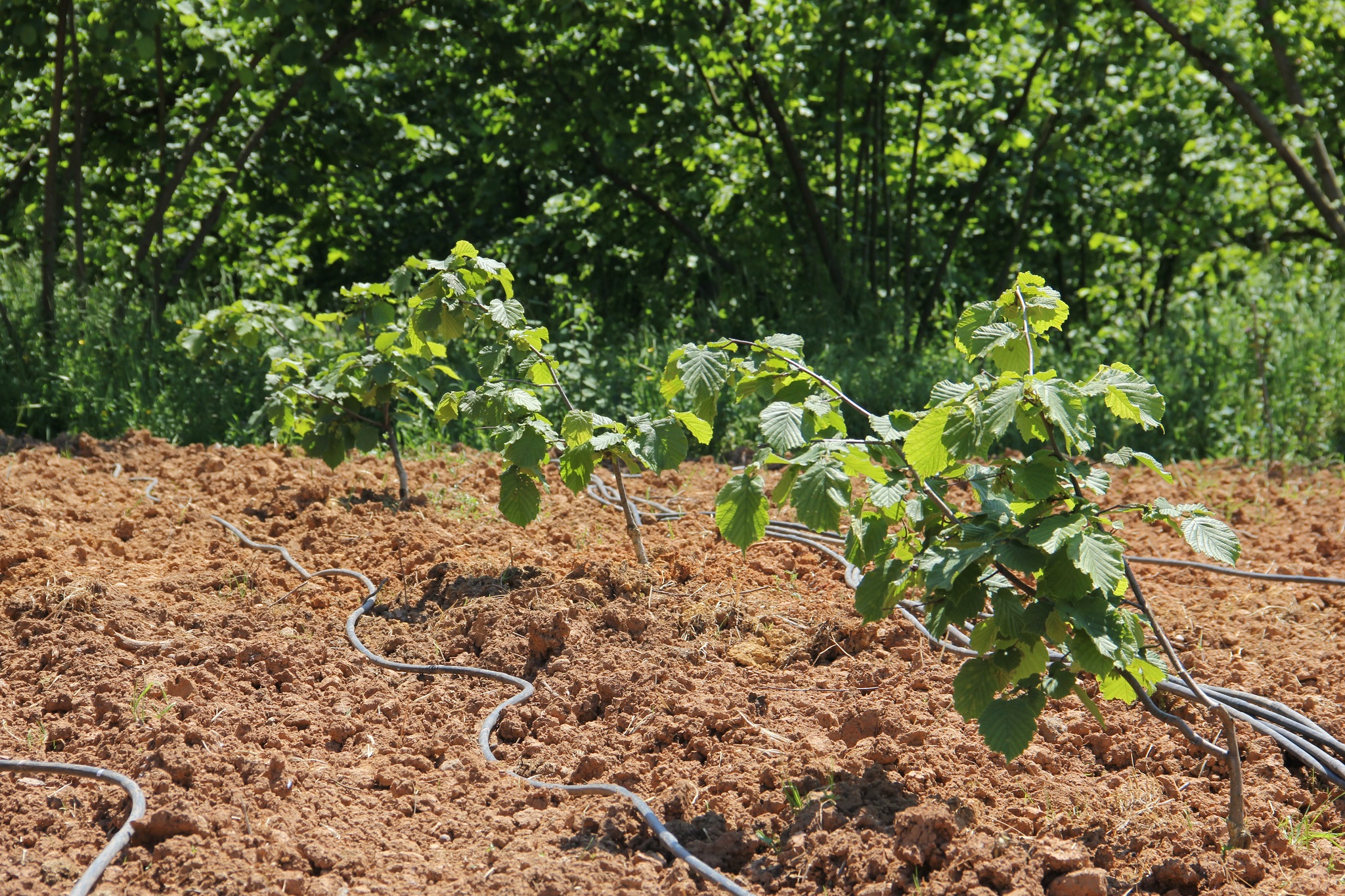 64 üreticiye 6 bin fidan dağıtılacak