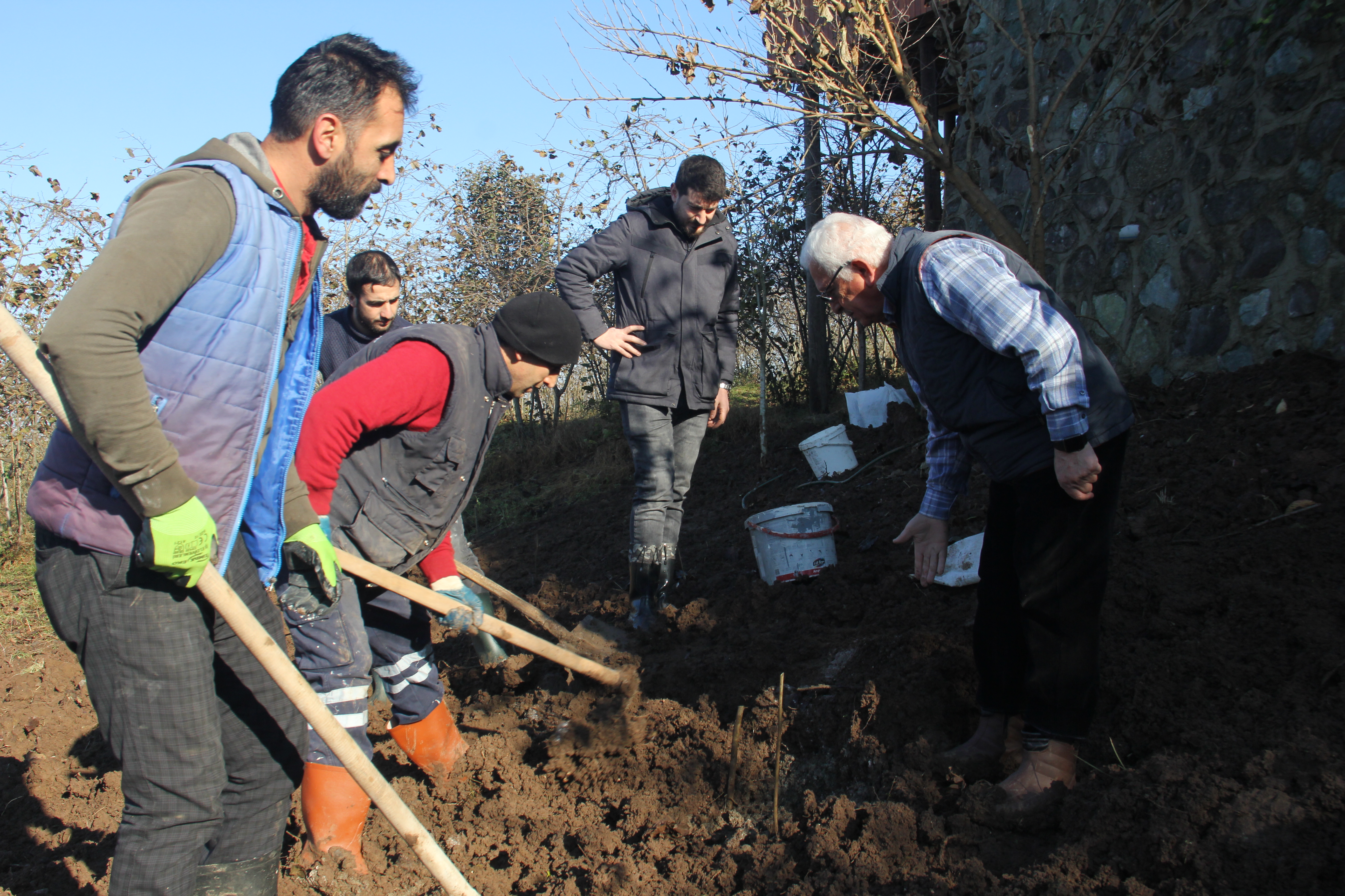 Trabzon’da 7 bin fındık fidanı tek gövdeli dikildi