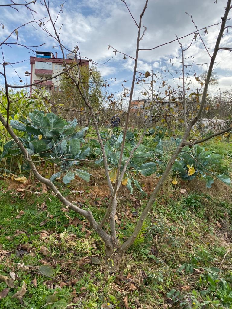 Aşılı Tek Gövde Fındık Bahçesinde Budama Yapıldı