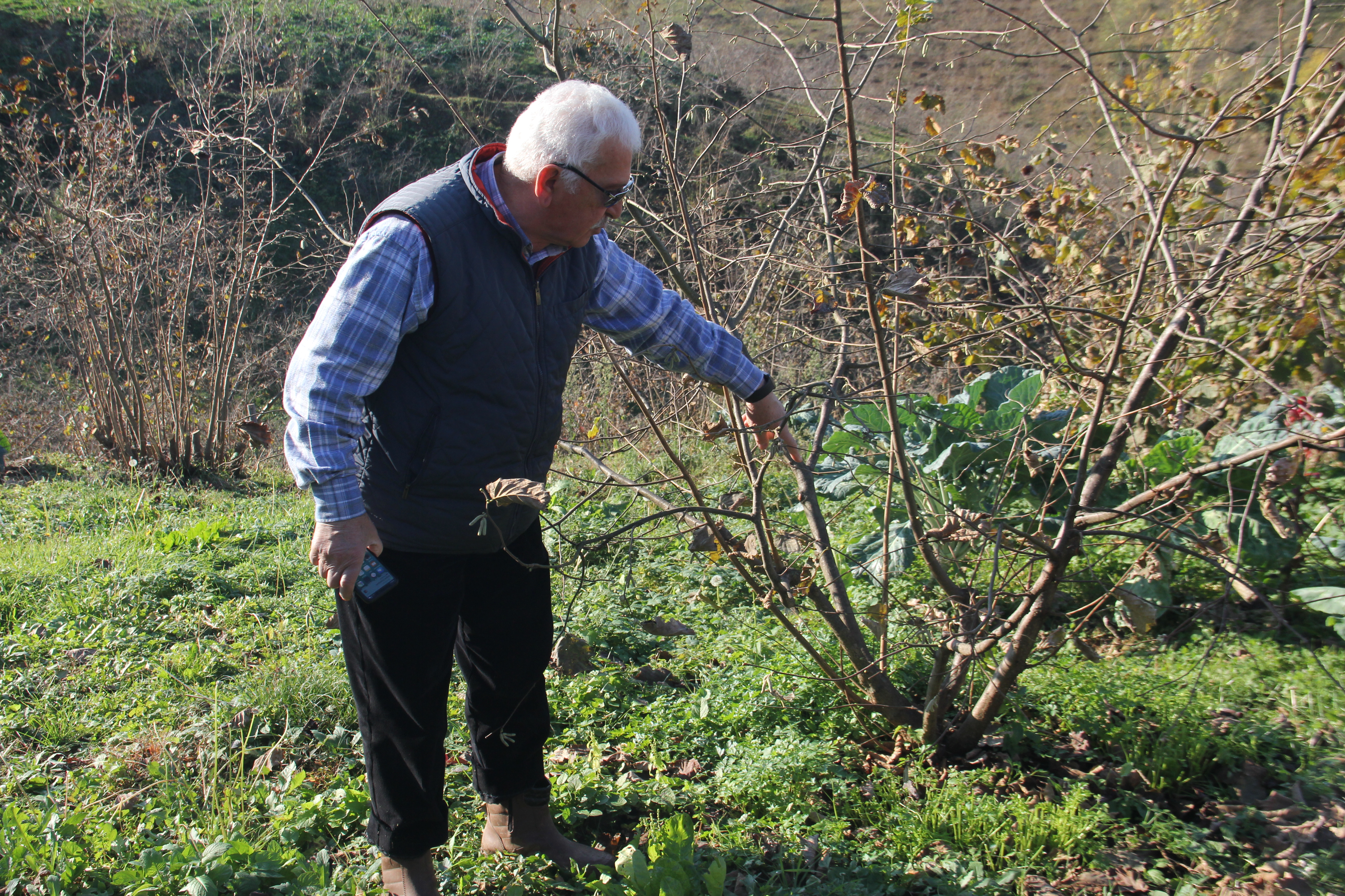 Araklı’da fındık budama seferberliği