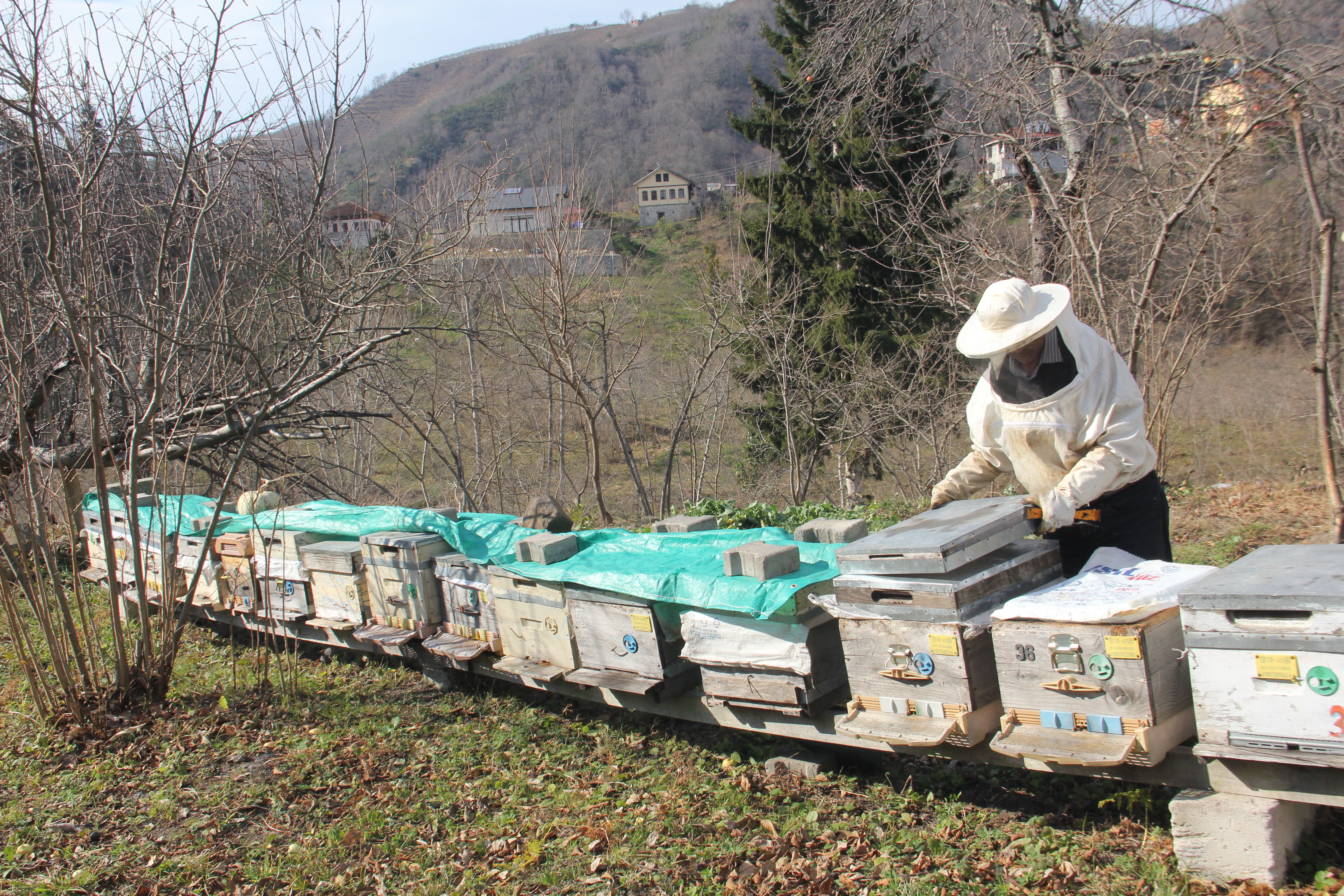 Hobi diye başladı, Arıcı oldu