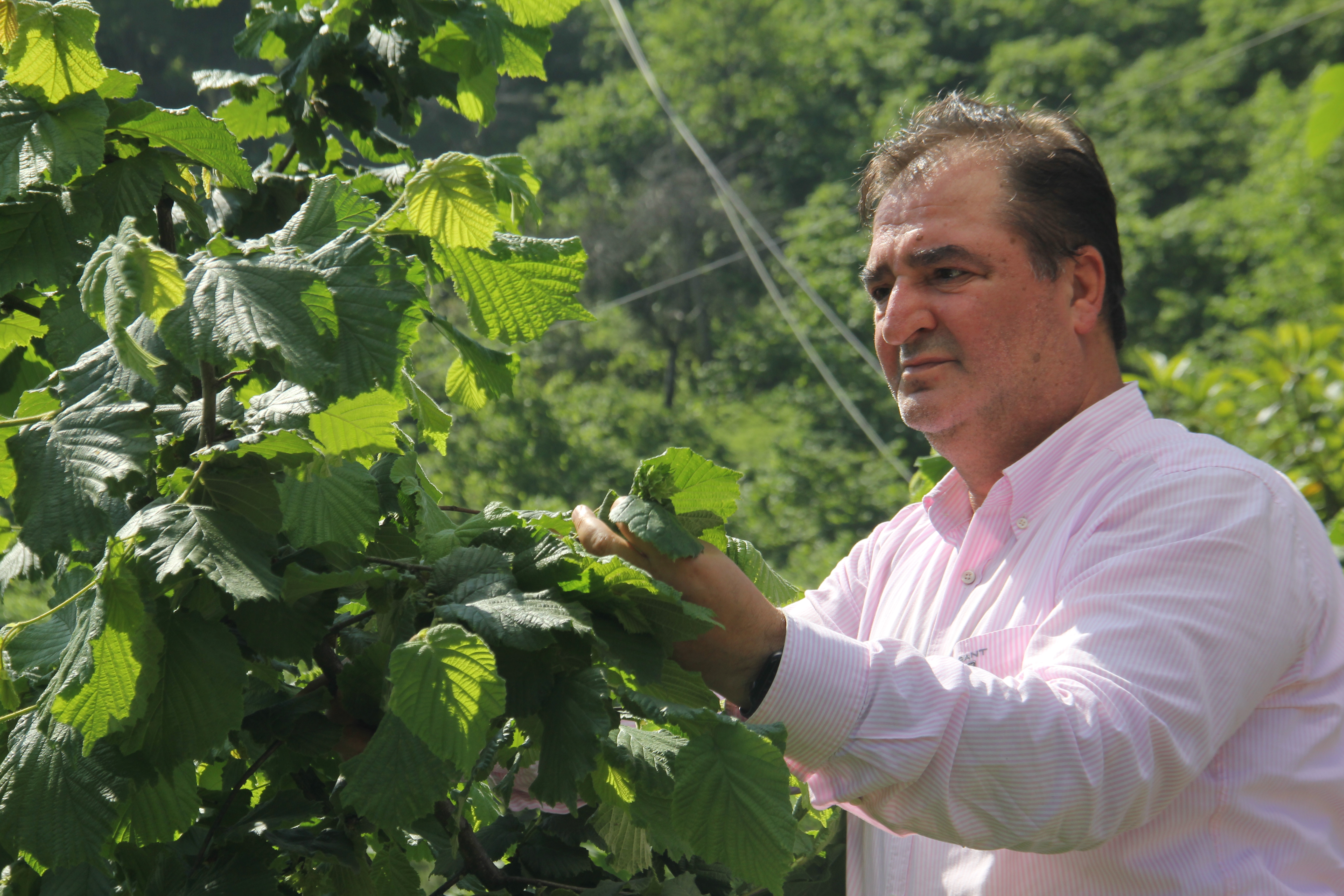 Tarımda kahverengi kokarca ile biyolojik mücadele
