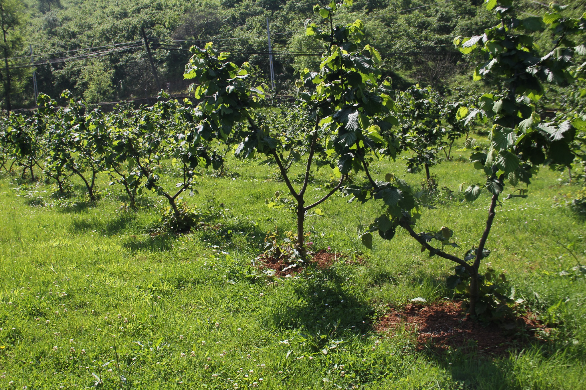 Fındık kurdu ve yabancı otlarla mücadele zamanı