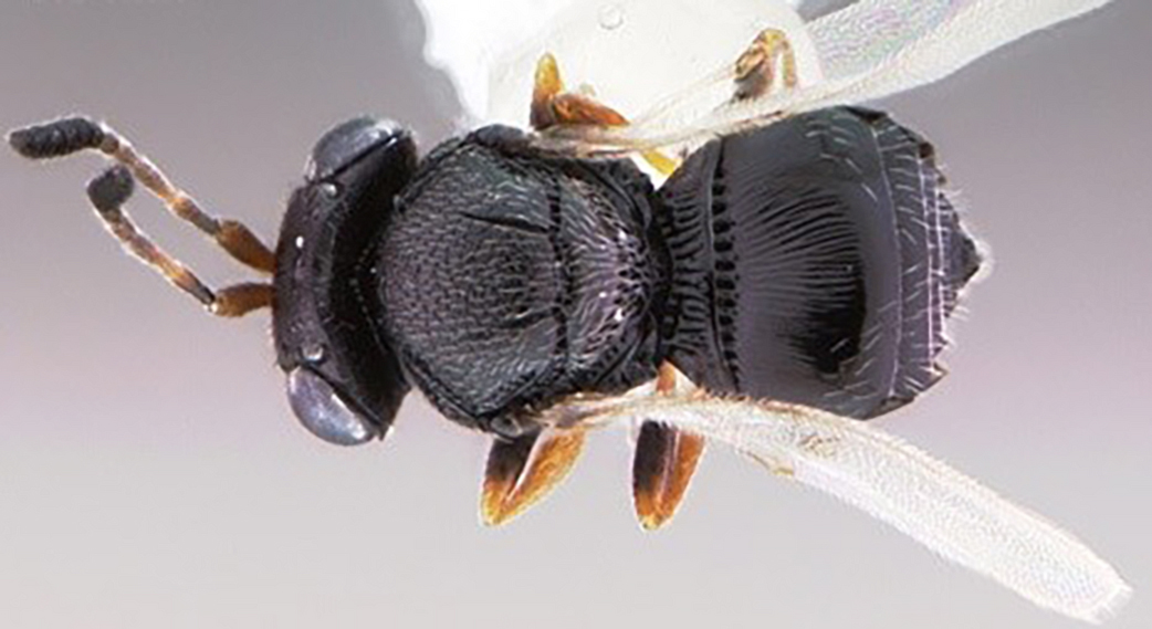 Zararlı böceğe karşı yararlı böcek