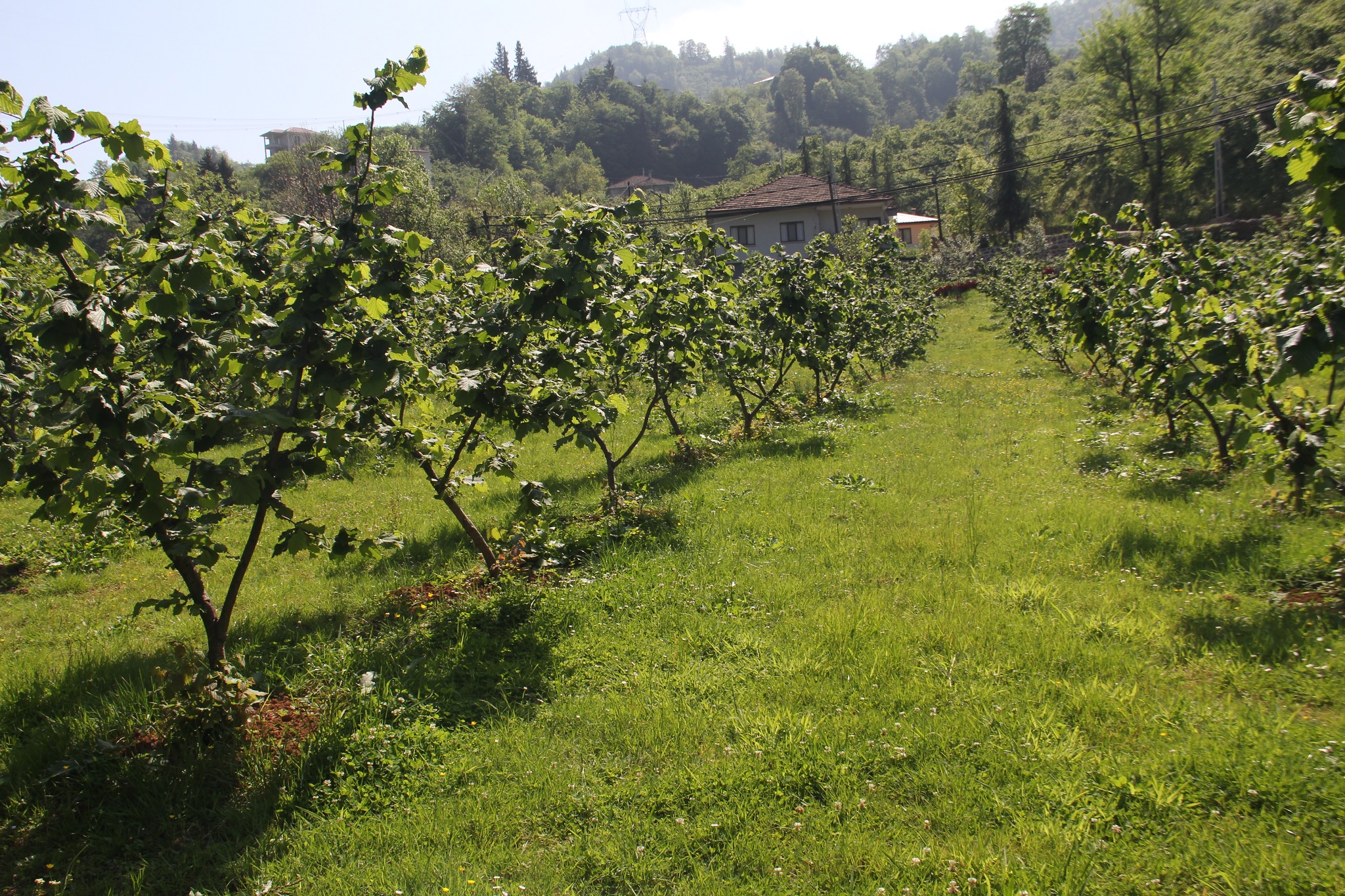 Fındık bahçelerinin yenilenmesine devlet desteği talebi