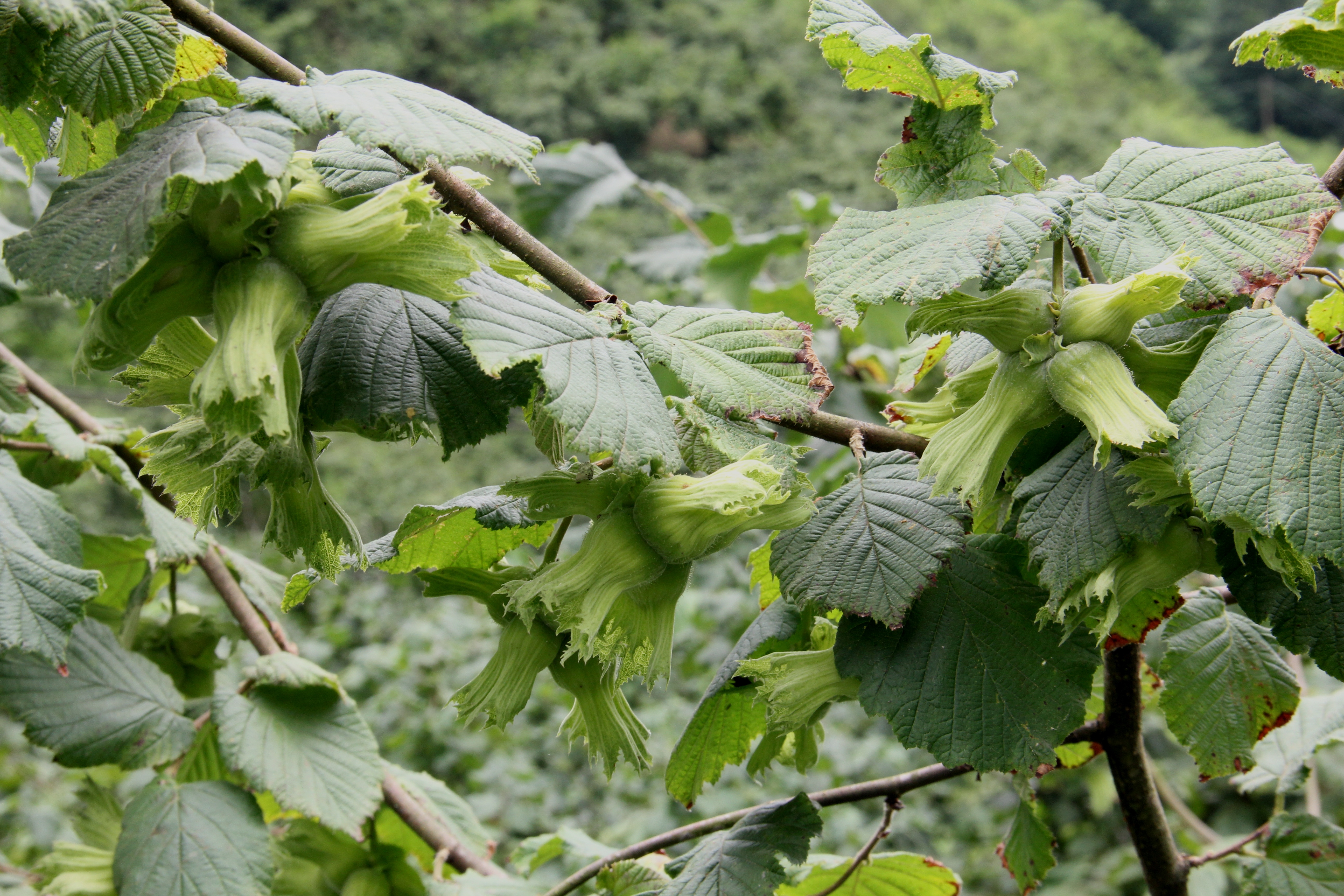 Fındıkta ‘Bahçeye Gel Kampanyası’