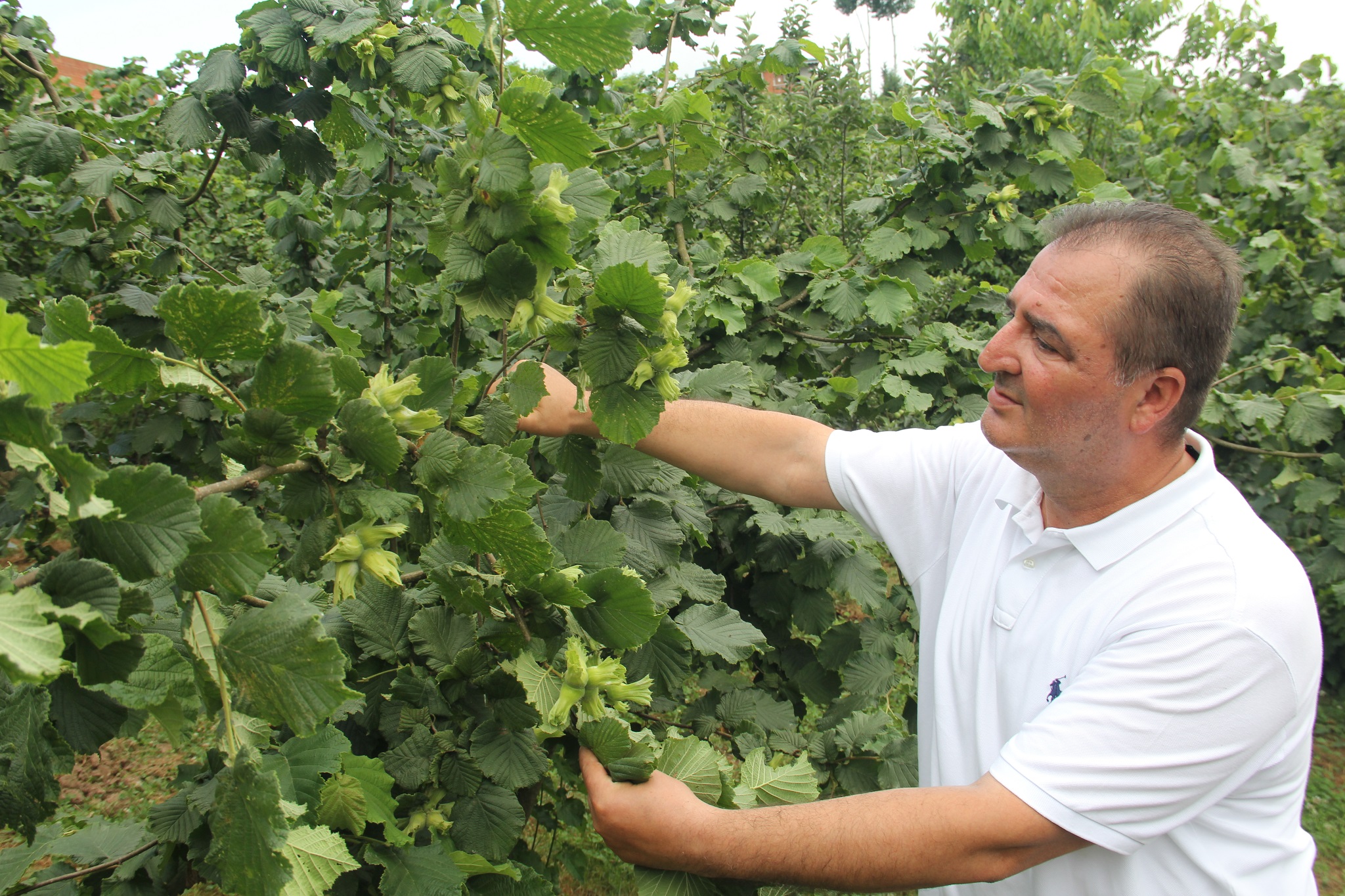Fındık rekoltesi tartışmalarında Tarım ve Orman Bakanı’na destek