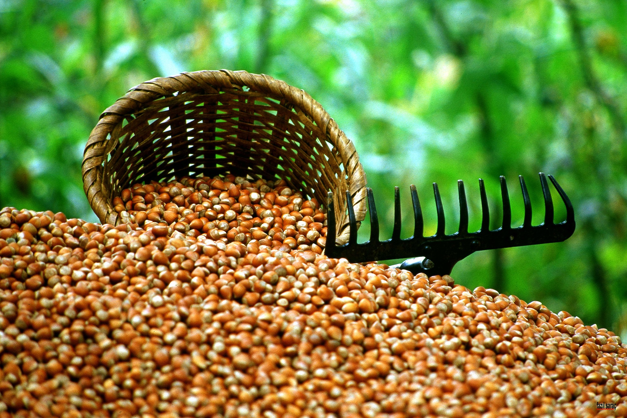 Cumhurbaşkanı Erdoğan, 2020 ürünü fındık fiyatını açıkladı: 22-22,5 TL