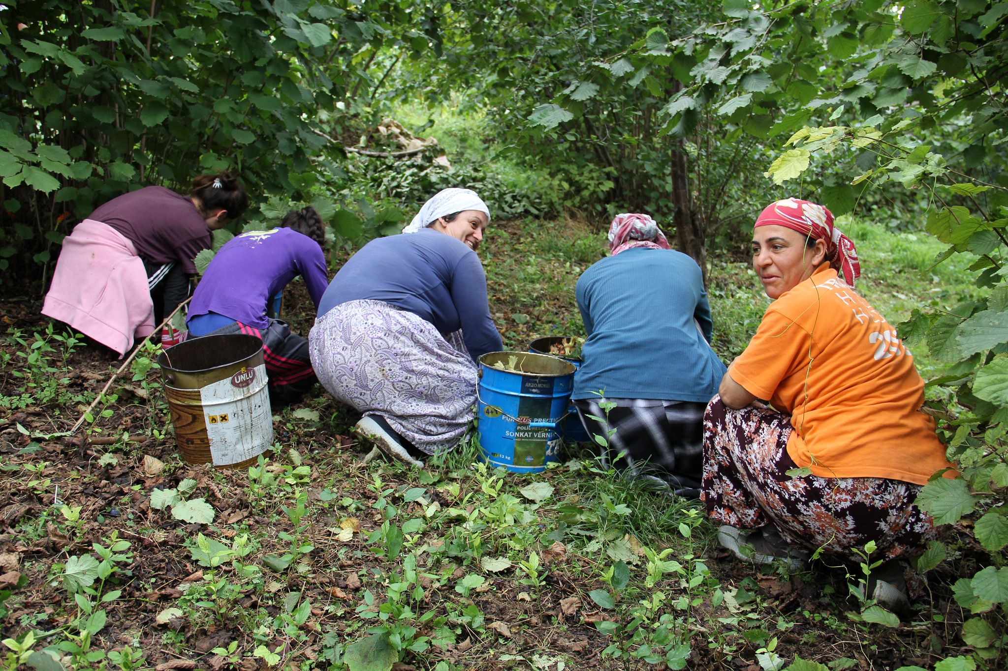 Fındığı daldan değil yerden toplayın