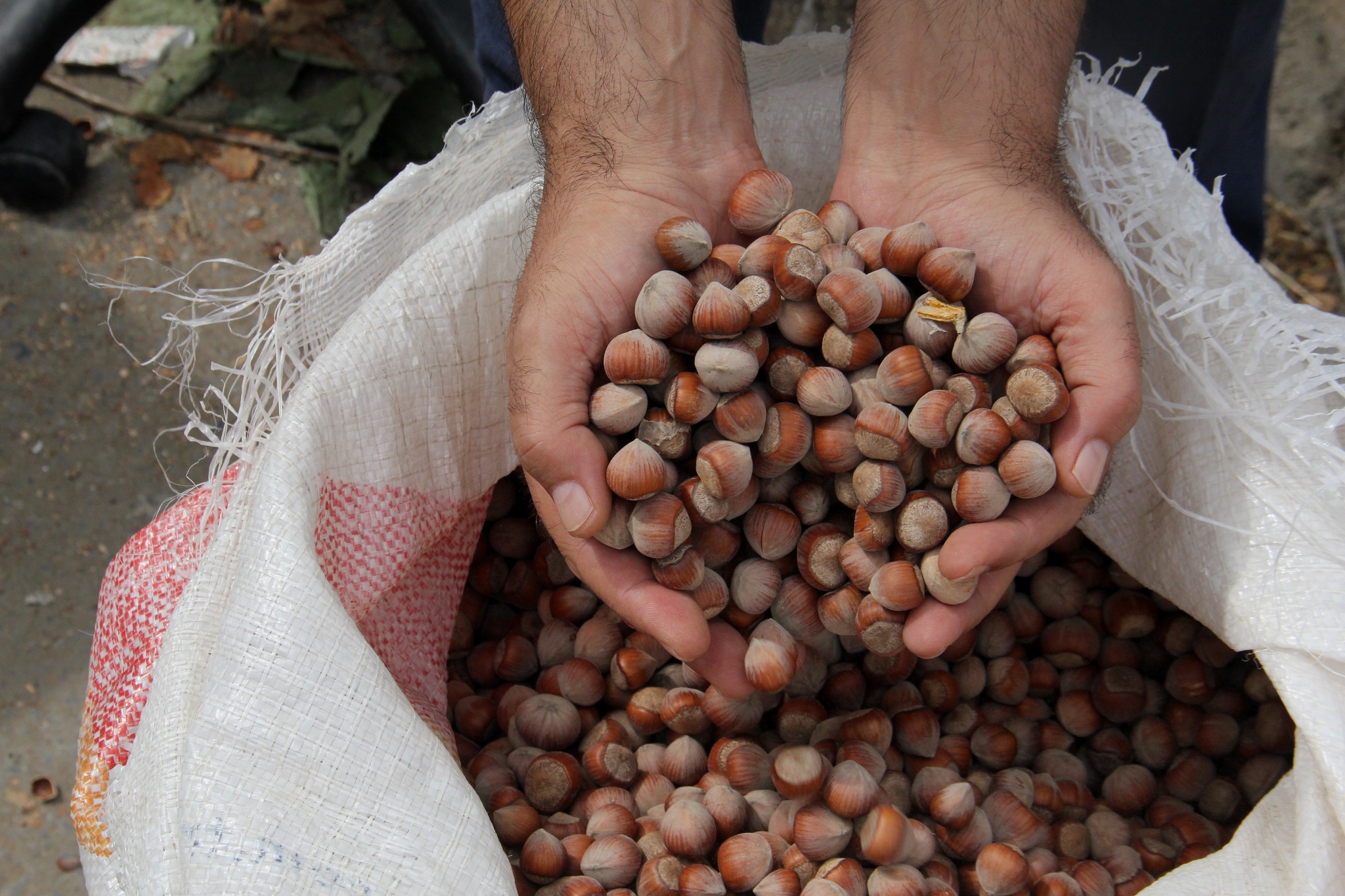 Seyyar alıcılara karşı fındık üreticisi uyarıldı