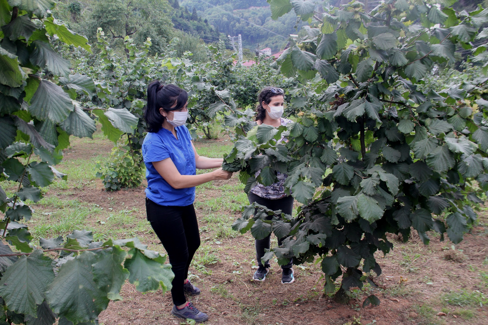 Fındık için Borsa-Üniversite İşbirliği