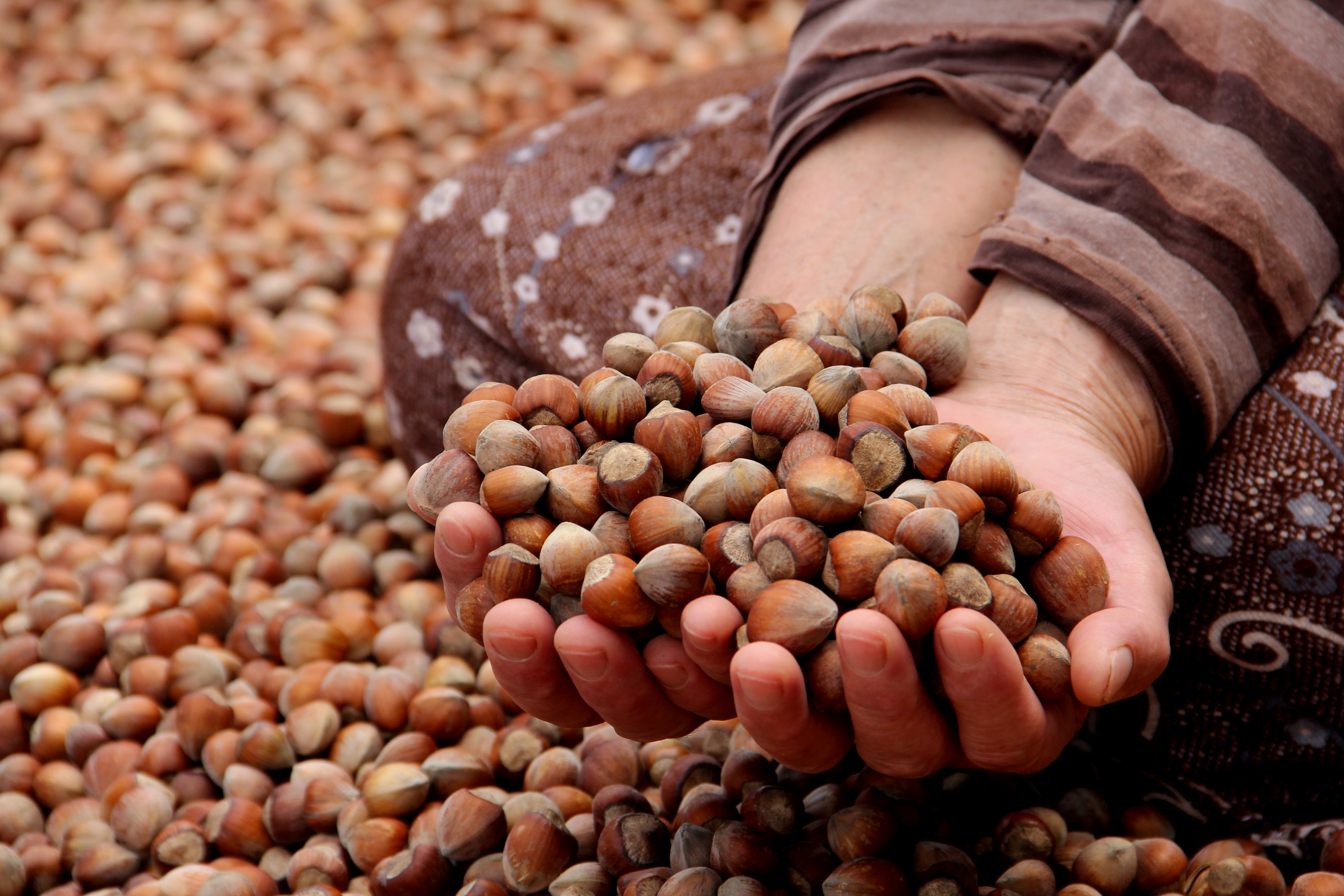 Fındık döviz kazandırıyor