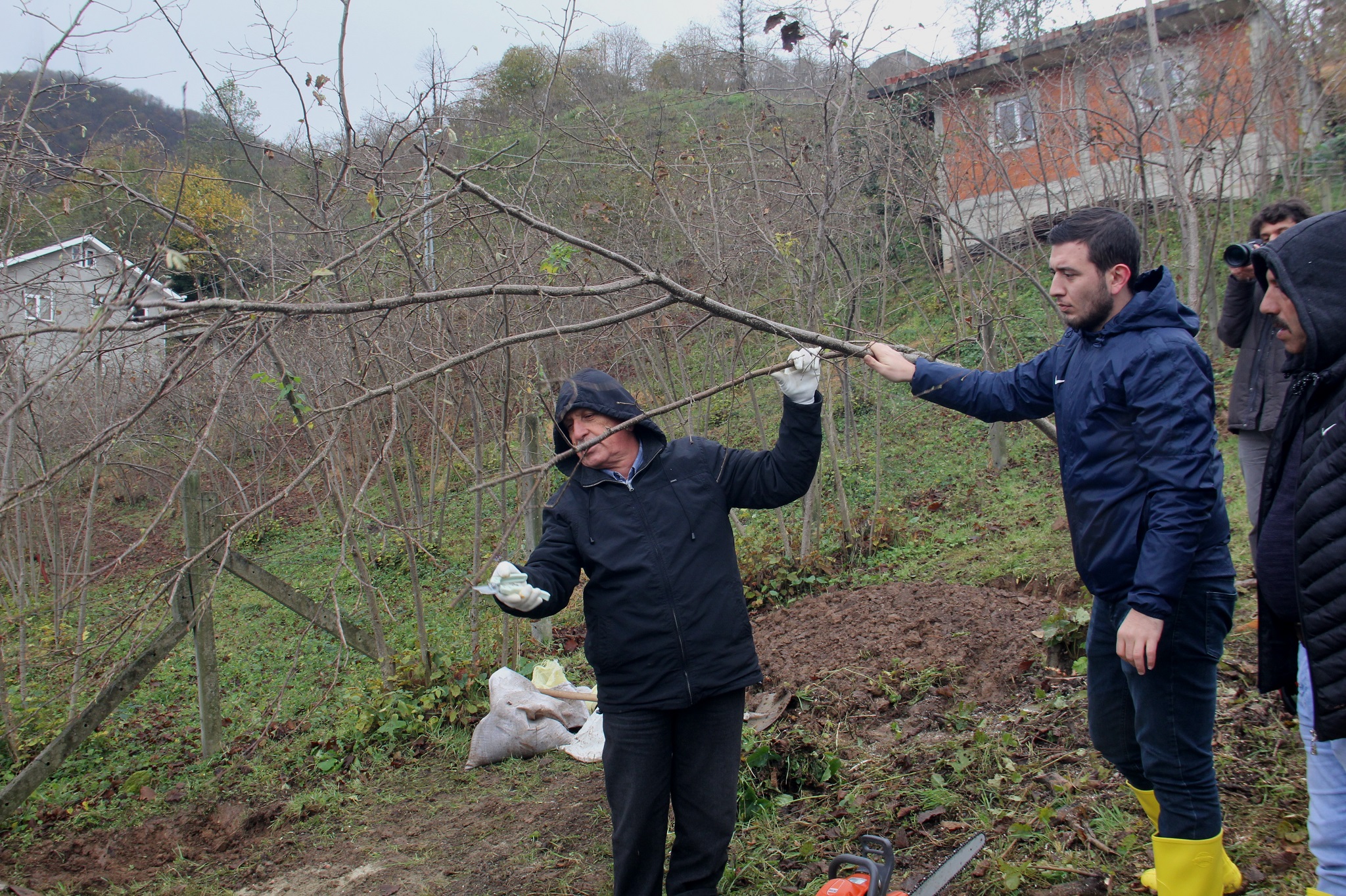 Fındıkta budama ve seyrekleştirme eğitimi