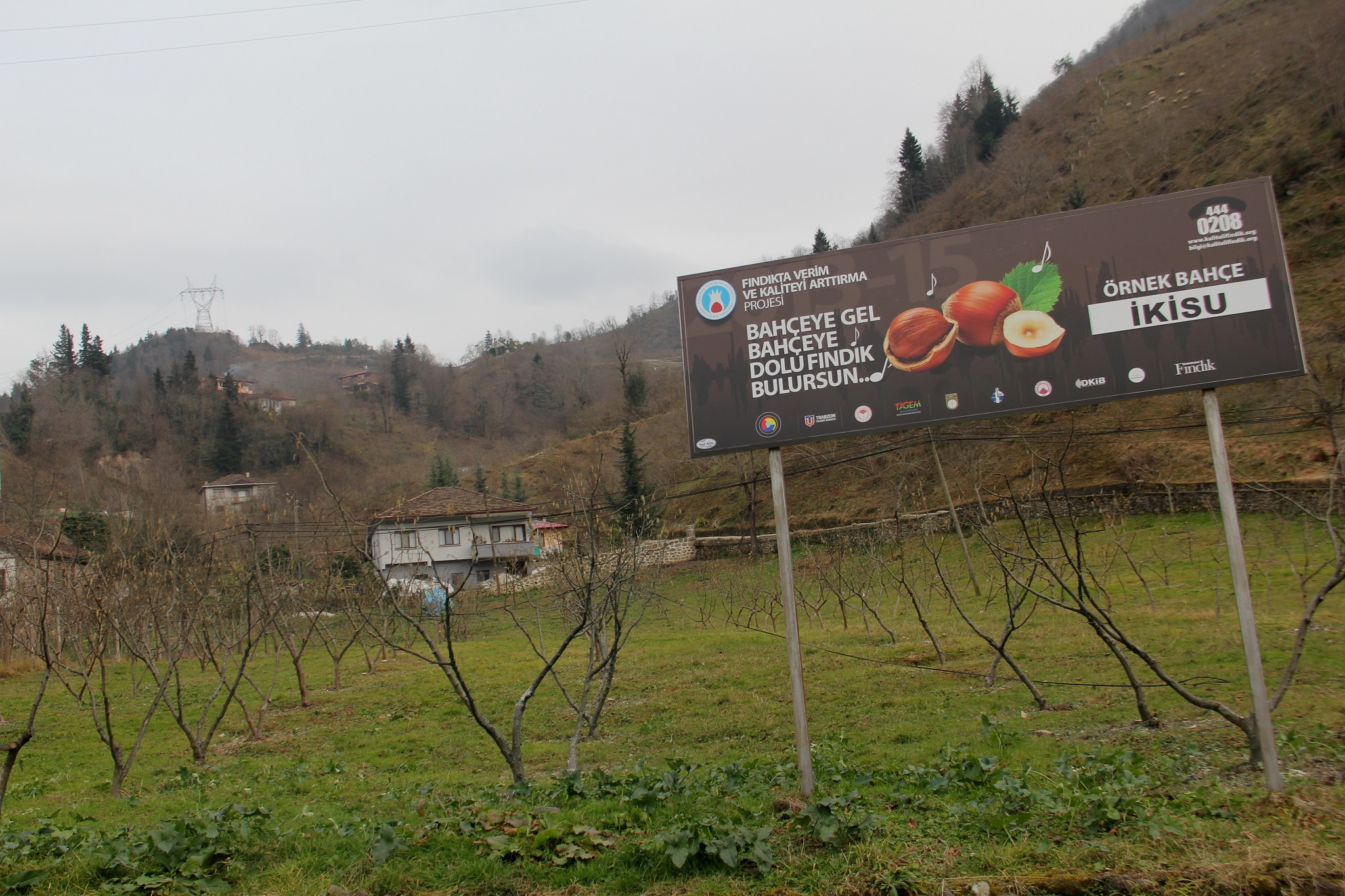 Tek gövde dikimine 20 bin fındık fidanı