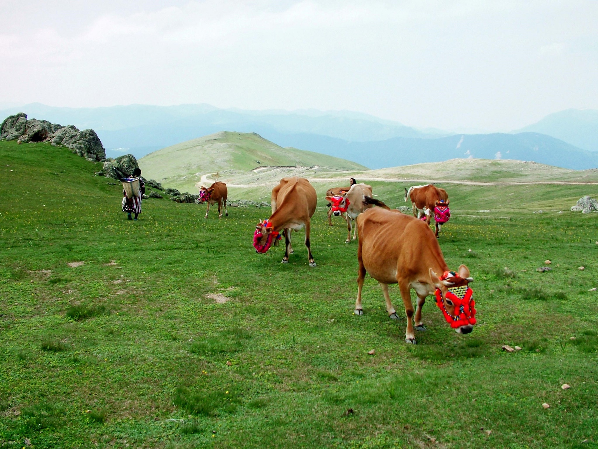Yönetim Kurulu Üyesi Ali Zeytin; “Trabzon’da süt inekçiliği için farklı sistemler devreye sokulmalı”
