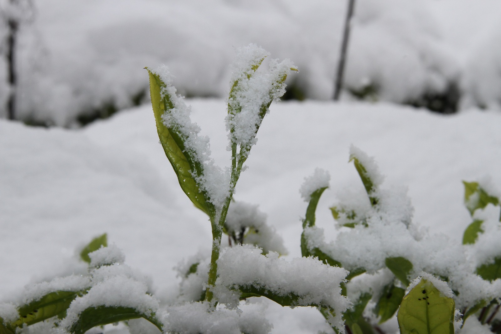 Azerbaycan’dan gümrüksüz çay ithaline tepki