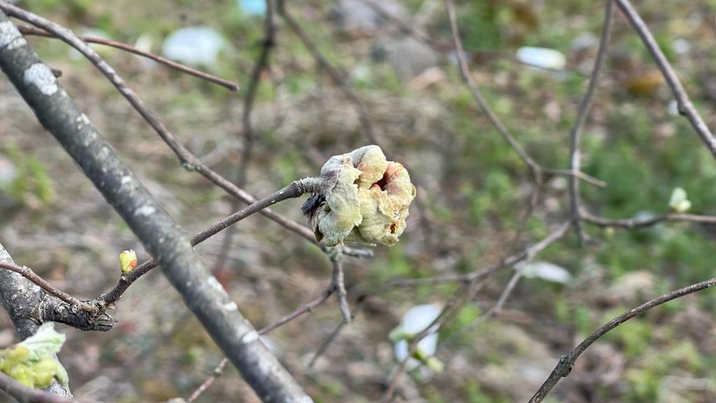 Fındıkta kozalak akarı tehdidi büyük