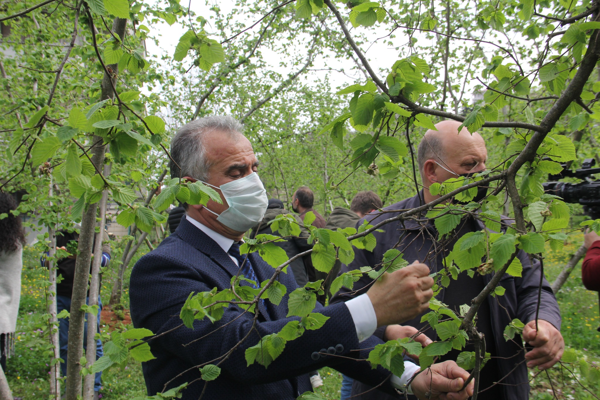 Fındıkta kozalak akarı zararlısı ile mücadele