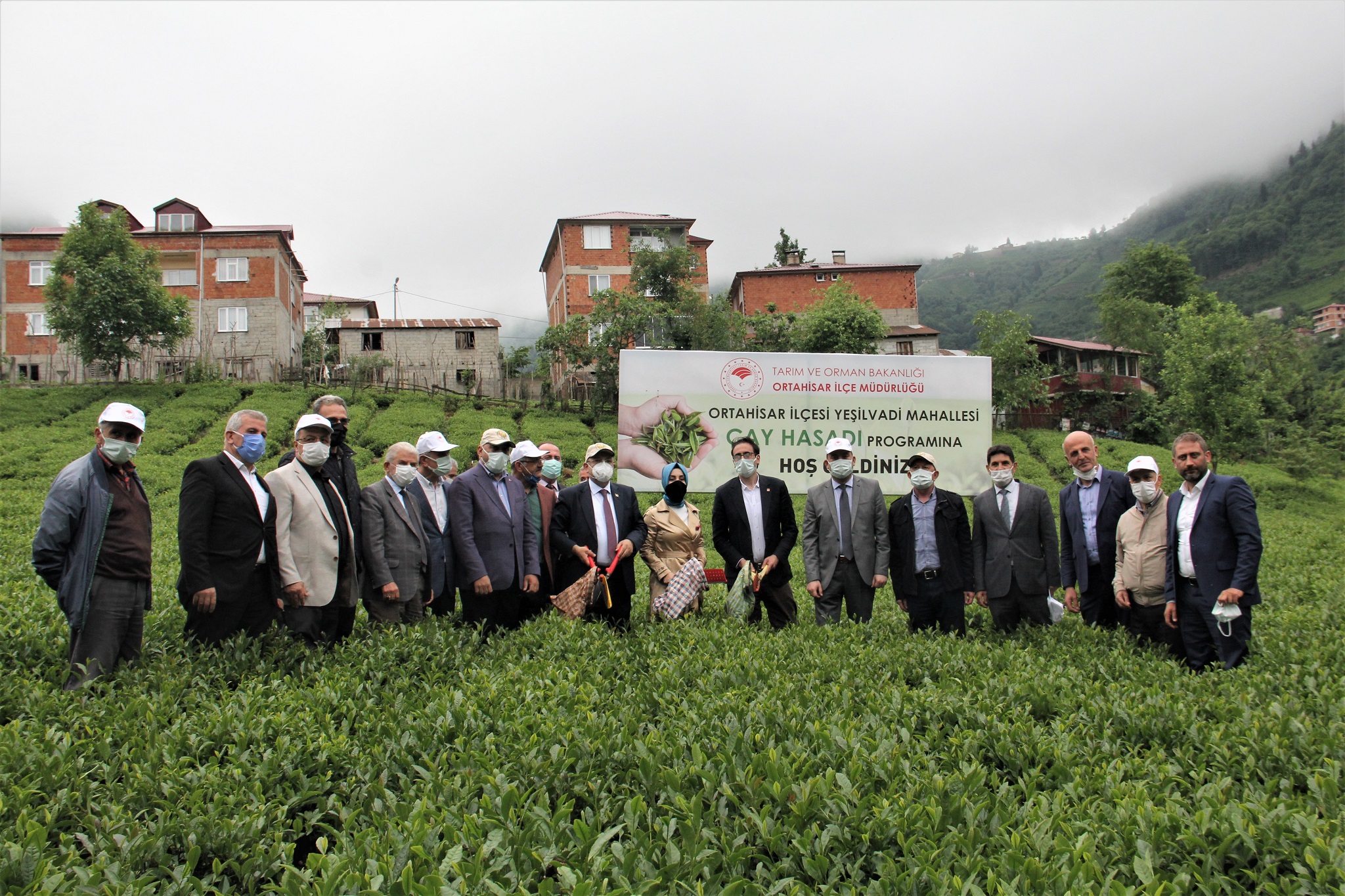 Trabzon Çatak da çay hasadı..