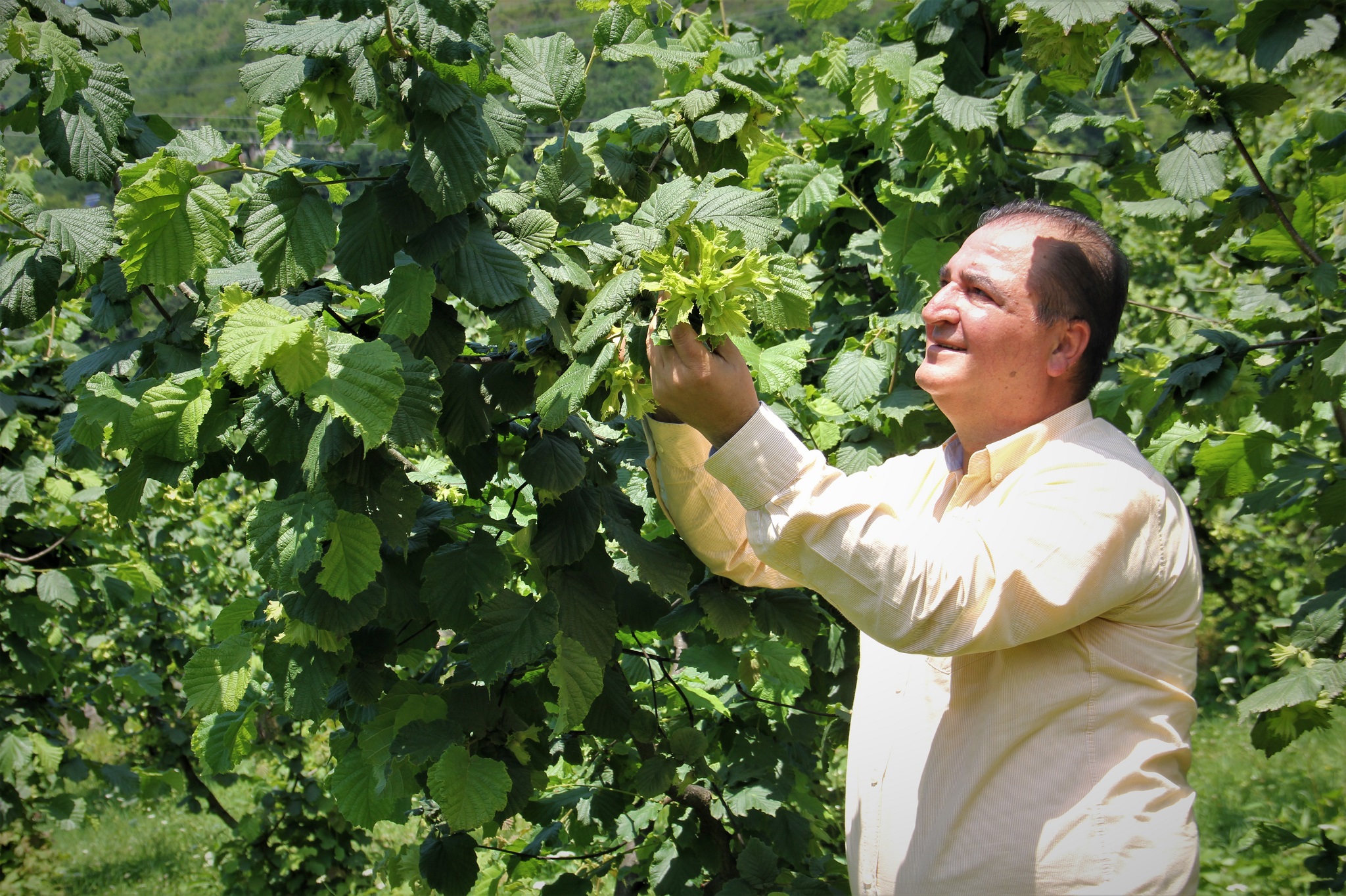 7 yıllık bahçelerde rekolte 200 kilograma ulaştı...