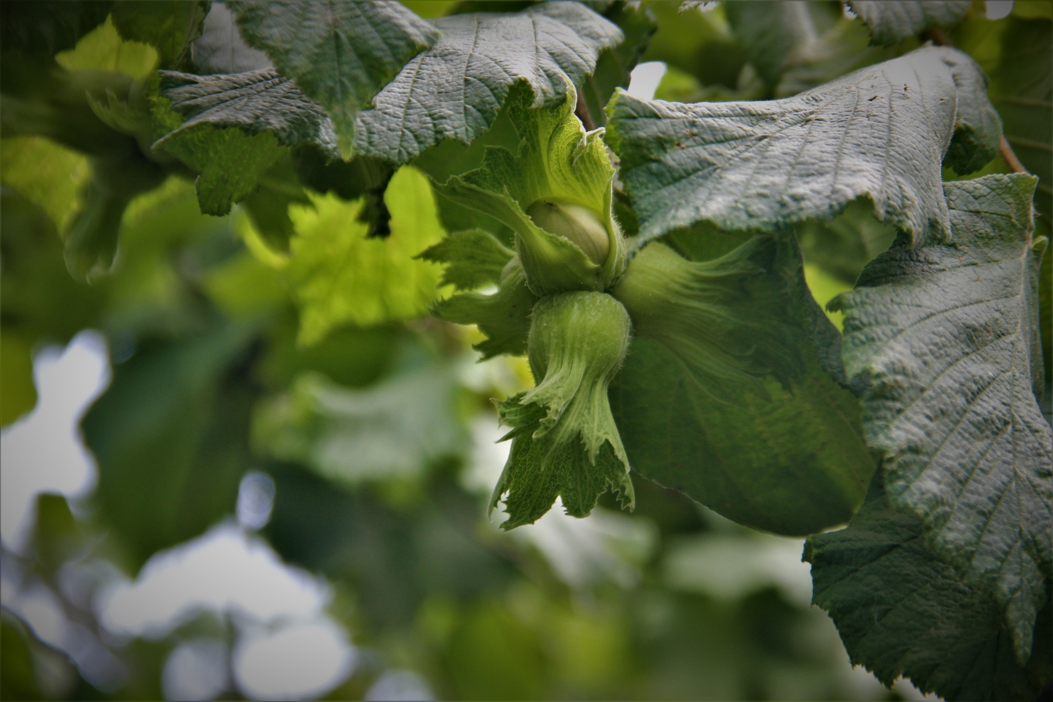 Trabzon’da fındıkta rekolte tespitine başlandı