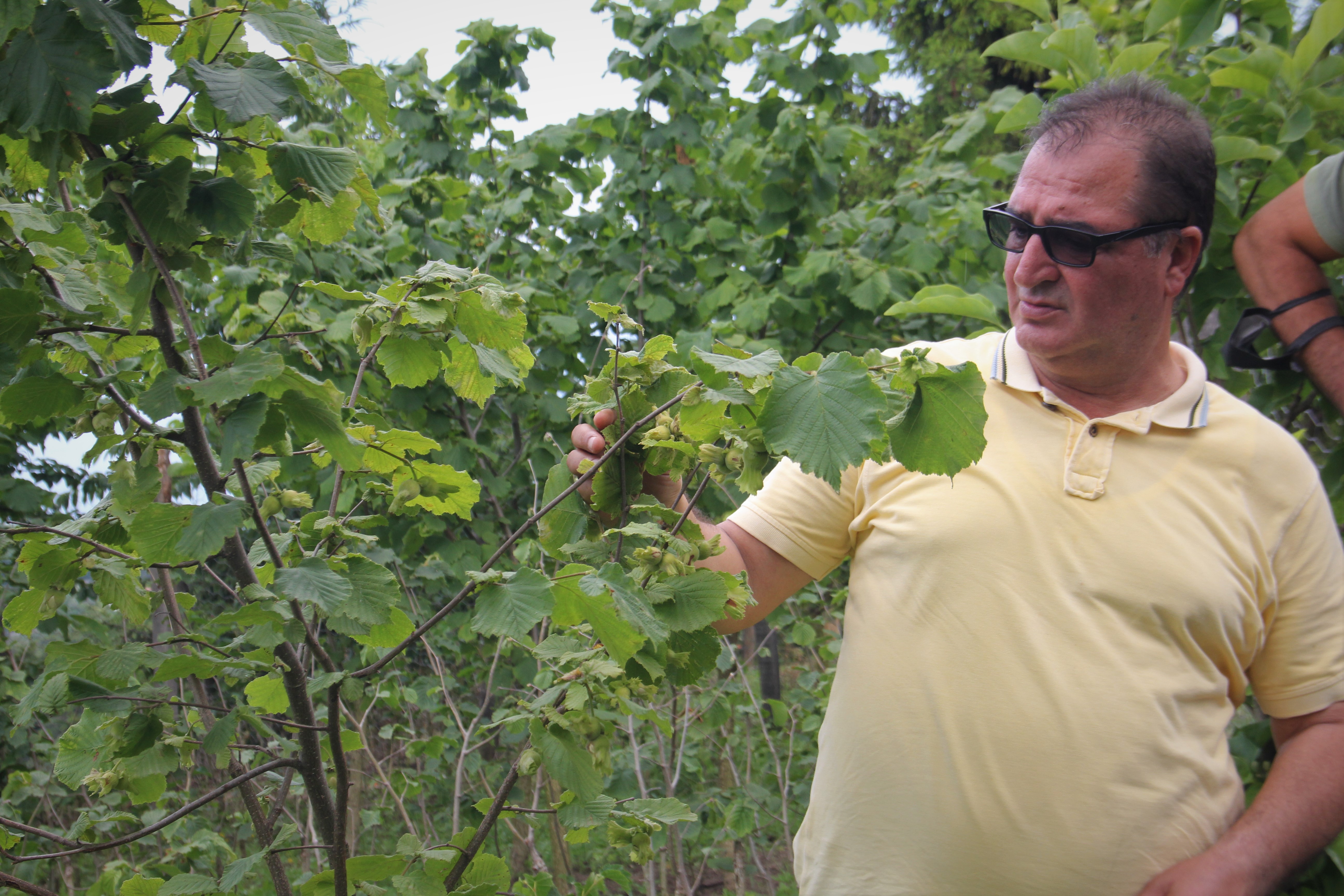 Fındıkta rekolte tahminine sert tepki…