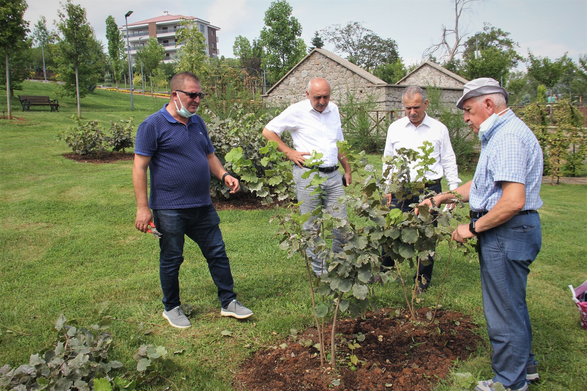 Fındık Çeşitleri Bahçesi yeniden düzenlenecek