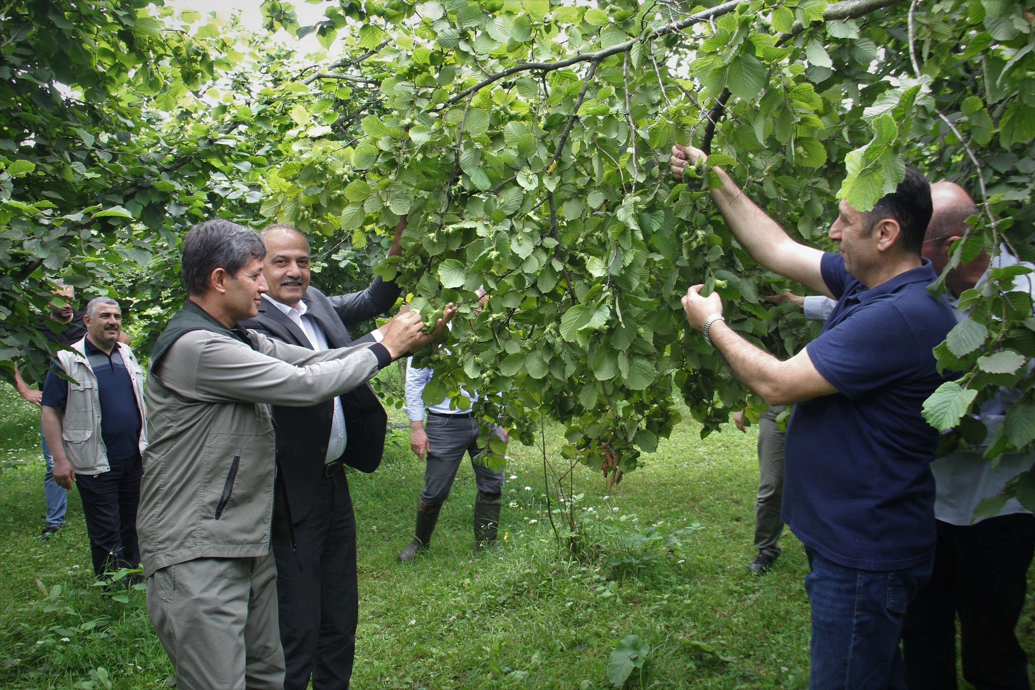 Fındıkta rekolte tespiti çalışmaları başladı