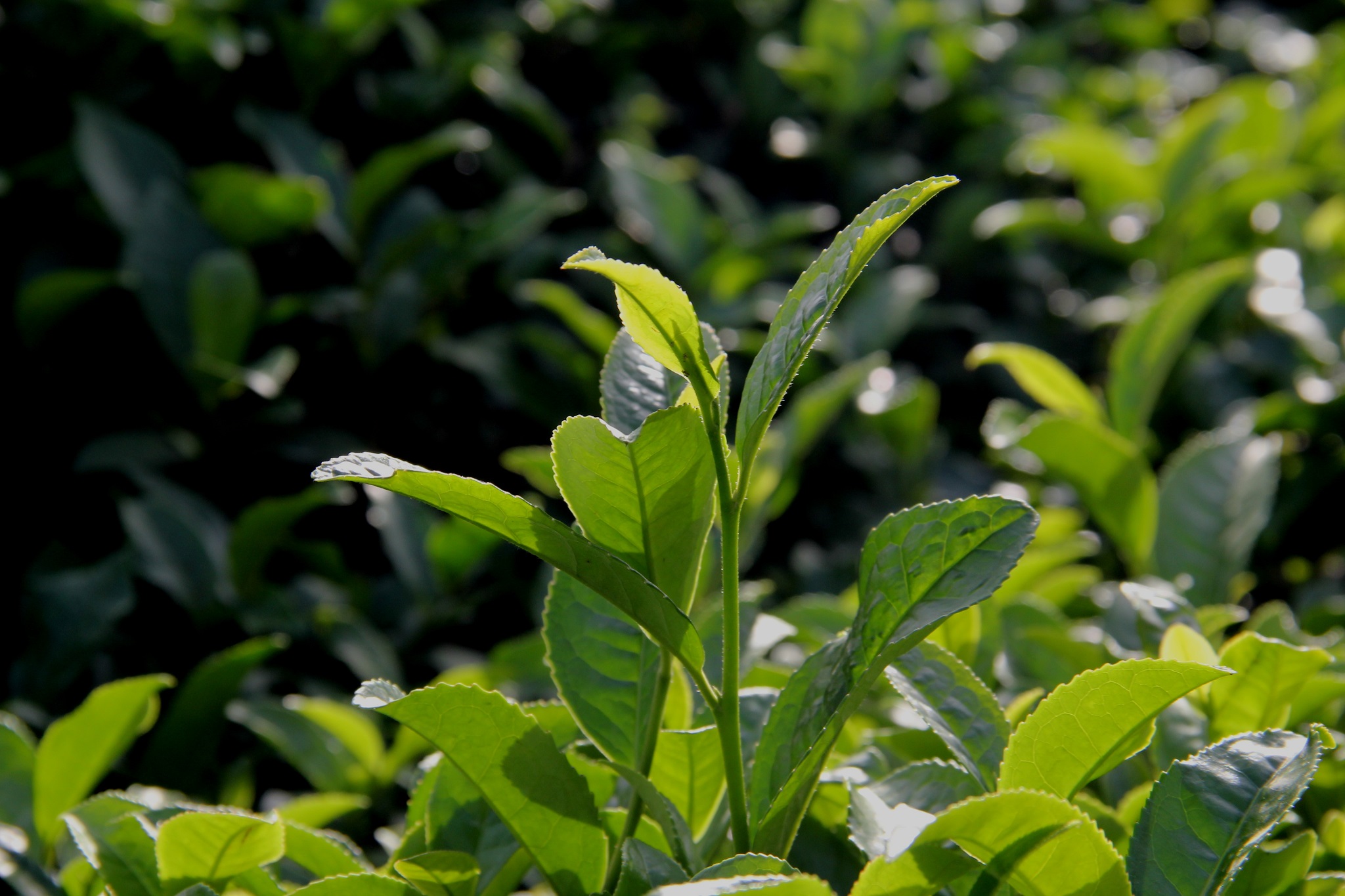 Çaya iki ayda üçüncü zam…