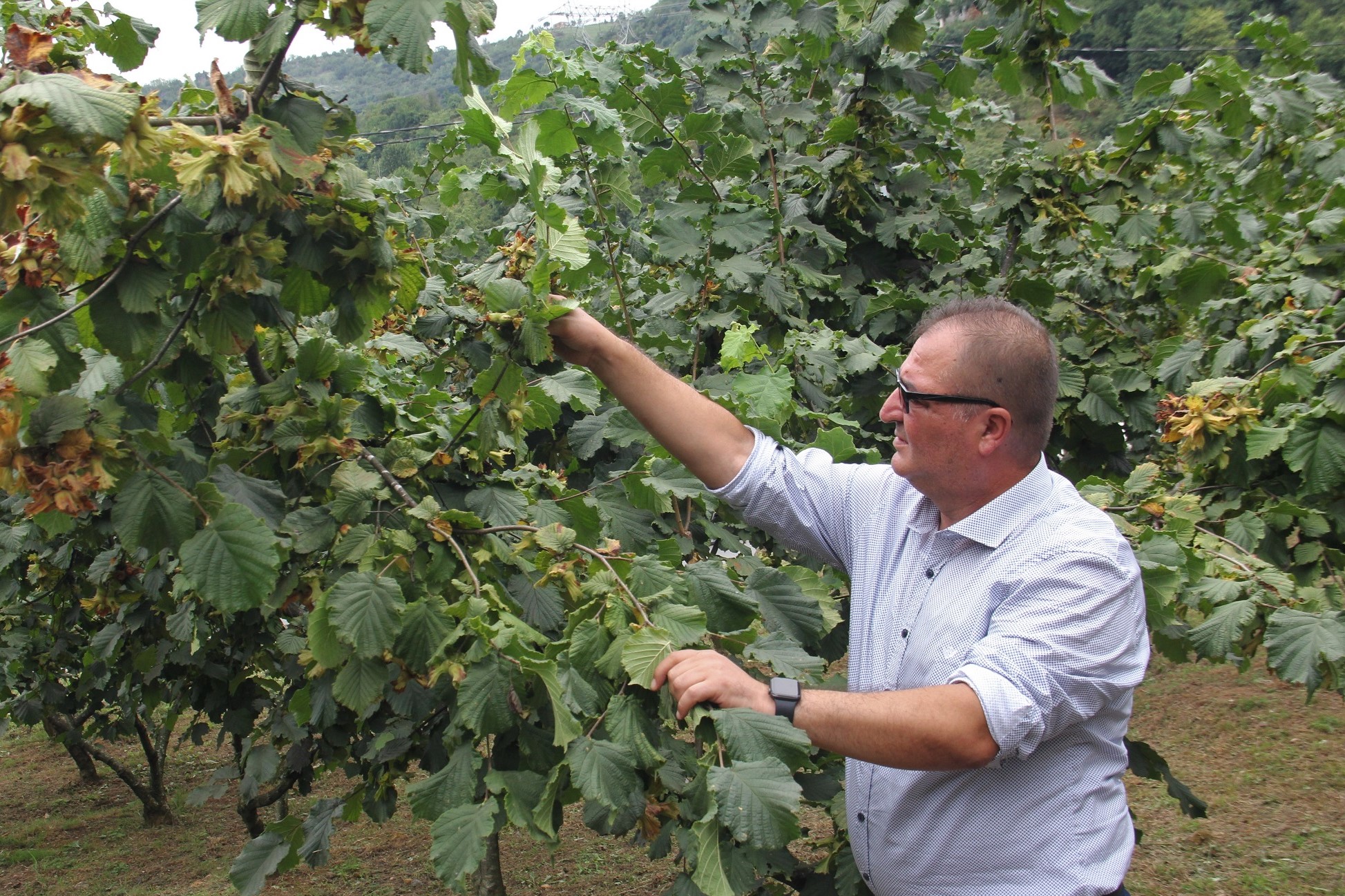 Fındıkta erken hasadın kaybı büyük