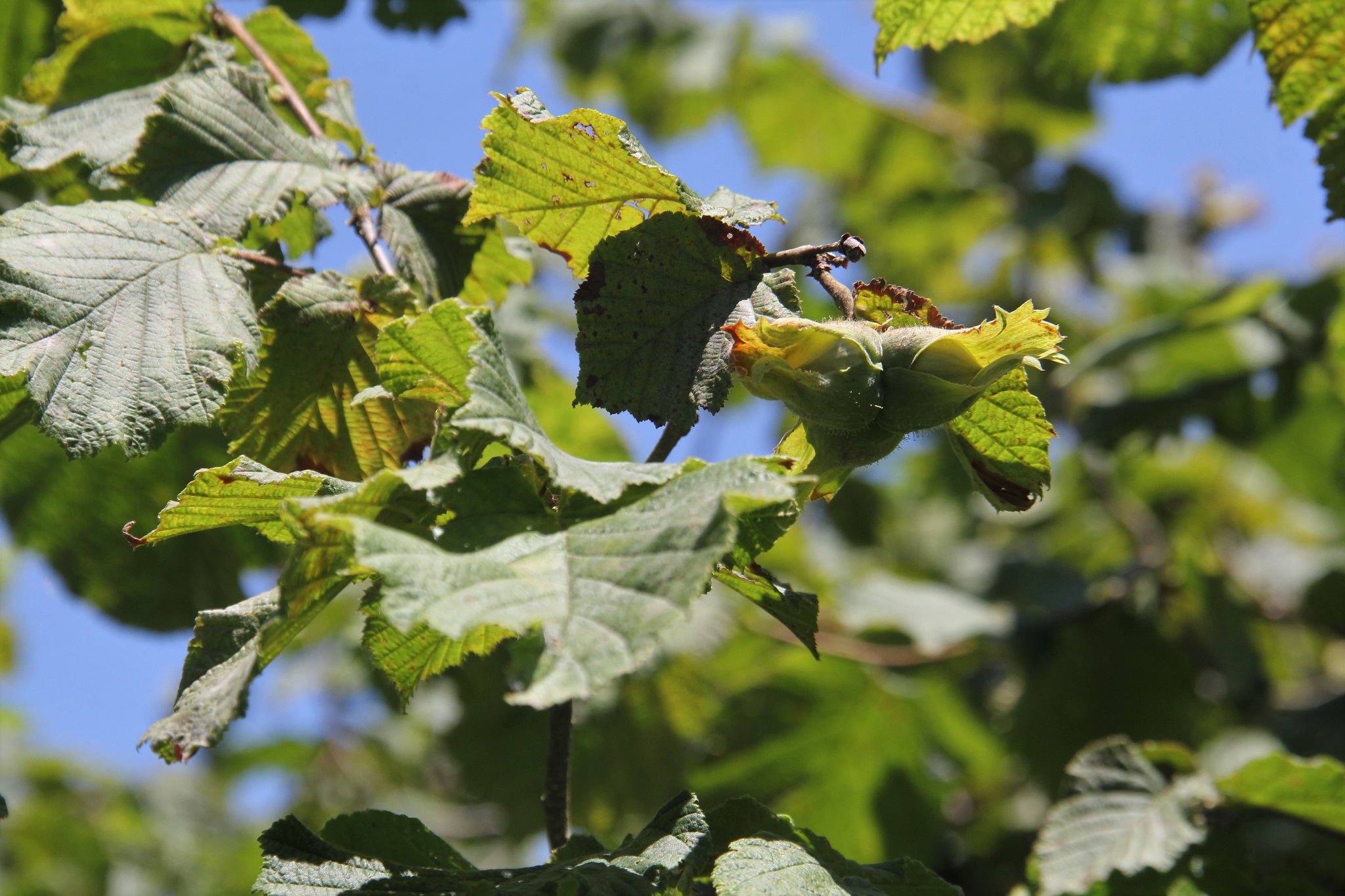 Fındıkta rekolte tespiti çalışmaları başladı