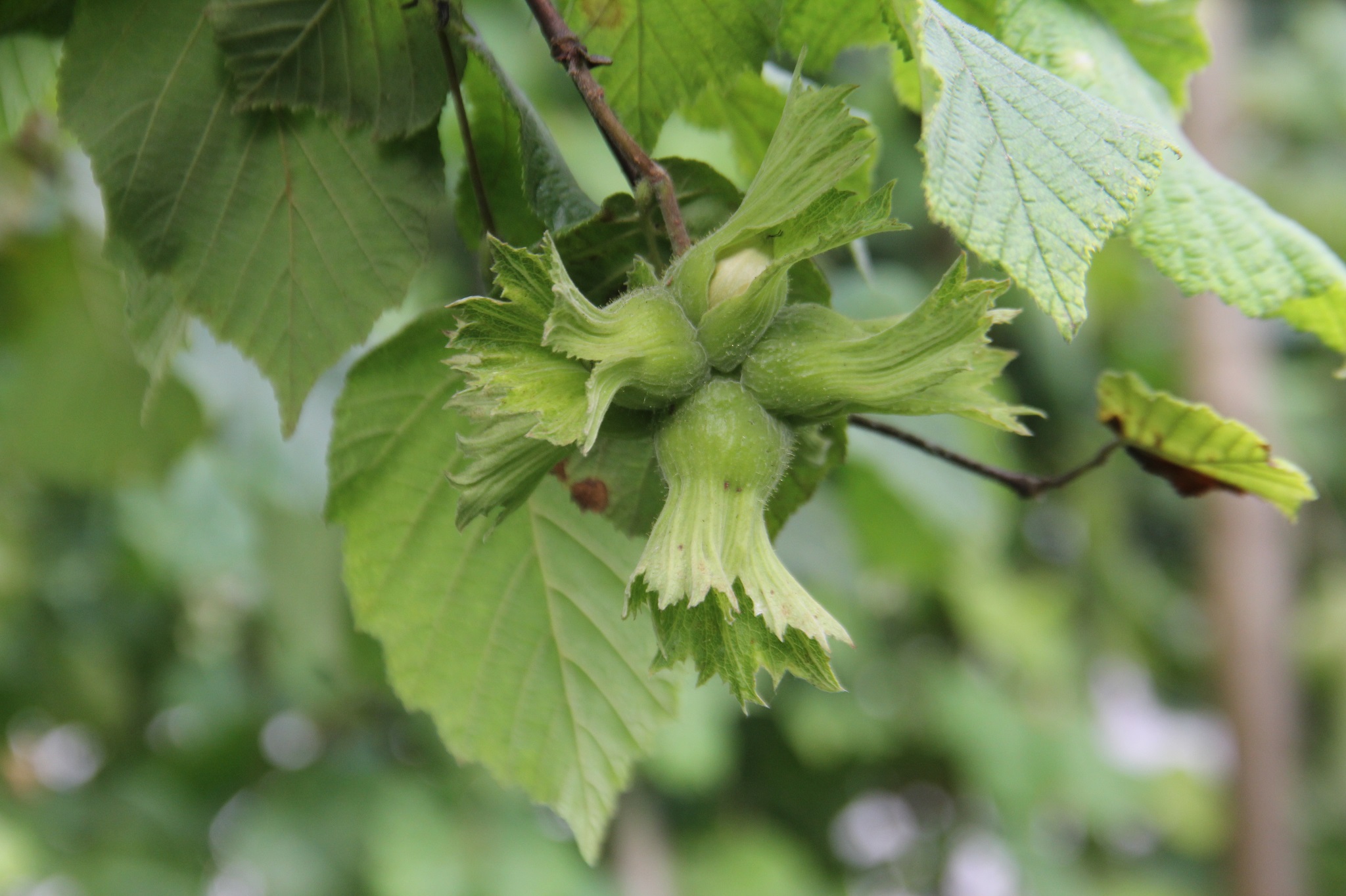 Fındık Hasat Tarihleri Belirlendi