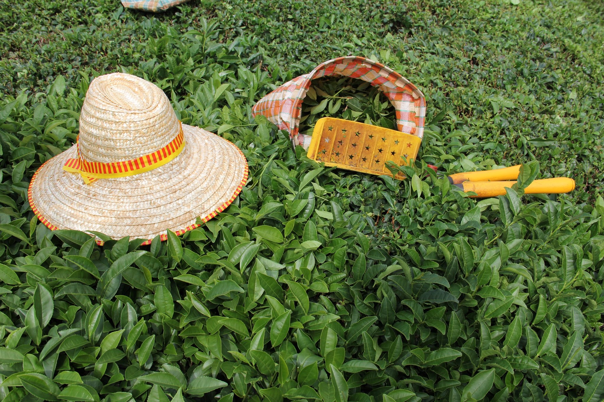 2024 yılı yaş çay fiyatı olumlu bulundu