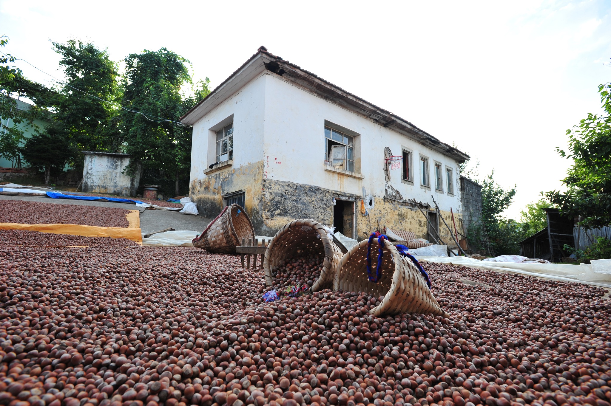 TMO Fındık alımlarına  19 Ağustos'ta başlıyor