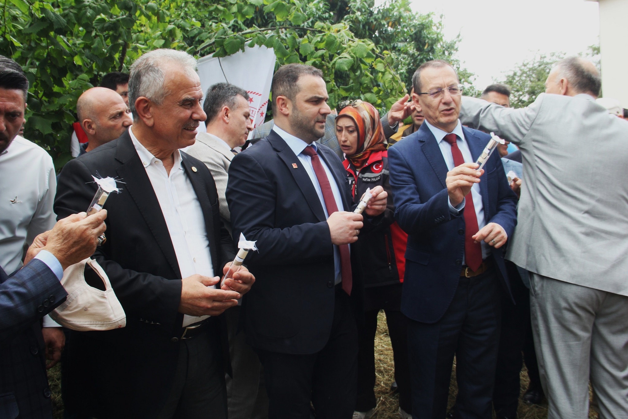 Kahverengi kokarcaya karşı samuray arıları doğaya salındı